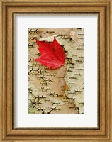 Red maple flora, White Mountain Forest, New Hampshire Fine Art Print