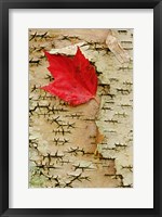 Red maple flora, White Mountain Forest, New Hampshire Fine Art Print