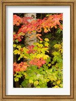 Autumn color, White Mountain Forest, New Hampshire Fine Art Print