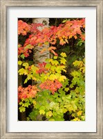 Autumn color, White Mountain Forest, New Hampshire Fine Art Print
