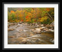 River flowing through Forest in Autumn, White Mountains National Forest, New Hampshire Fine Art Print