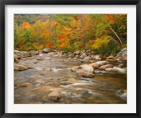 River flowing through Forest in Autumn, White Mountains National Forest, New Hampshire Framed Print