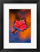 Maple Leaf in Fall Reflections, White Mountains, New Hampshire Fine Art Print
