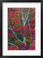 Franconia Notch State Park, White Mountains, New Hampshire Fine Art Print