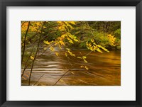 New Hampshire, White Mountain National Forest River Fine Art Print