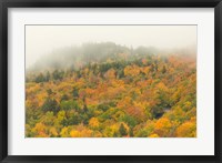New Hampshire, White Mountain National Forest, Autumn Fine Art Print
