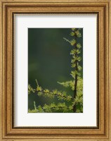 Tamarack Tree Branch and Needles, White Mountain National Forest, New Hampshire Fine Art Print