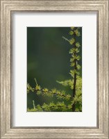 Tamarack Tree Branch and Needles, White Mountain National Forest, New Hampshire Fine Art Print