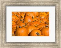 Pumpkins in Concord, New Hampshire Fine Art Print