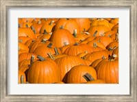 Pumpkins in Concord, New Hampshire Fine Art Print