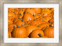 Pumpkins in Concord, New Hampshire Fine Art Print