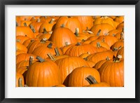 Pumpkins in Concord, New Hampshire Fine Art Print