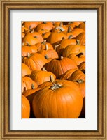 Pumpkins in the city of Concord, New Hampshire Fine Art Print
