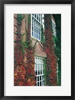 Hanover Ivy on Dartmouth College Building, New Hampshire Fine Art Print