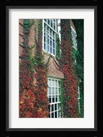 Hanover Ivy on Dartmouth College Building, New Hampshire Fine Art Print