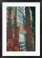 Hanover Ivy on Dartmouth College Building, New Hampshire Fine Art Print