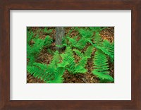 Ferns Next to Woodman Brook, Tributary of the Lamprey River, New Hampshire Fine Art Print