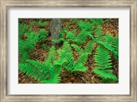 Ferns Next to Woodman Brook, Tributary of the Lamprey River, New Hampshire Fine Art Print