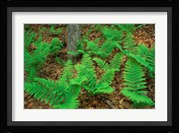 Ferns Next to Woodman Brook, Tributary of the Lamprey River, New Hampshire Fine Art Print