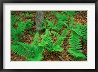 Ferns Next to Woodman Brook, Tributary of the Lamprey River, New Hampshire Fine Art Print