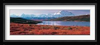 Denali National Park, Alaska Framed Print