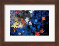 Leaves in a Pond Next to Kilburn Loop Trail, Pisgah State Park, New Hampshire Fine Art Print