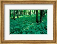Sensitive Ferns and Silver Maples, Floodplain Forest, Upper Merrimack River, New Hampshire Fine Art Print