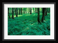 Sensitive Ferns and Silver Maples, Floodplain Forest, Upper Merrimack River, New Hampshire Fine Art Print