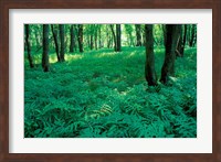 Sensitive Ferns and Silver Maples, Floodplain Forest, Upper Merrimack River, New Hampshire Fine Art Print