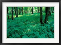 Sensitive Ferns and Silver Maples, Floodplain Forest, Upper Merrimack River, New Hampshire Fine Art Print