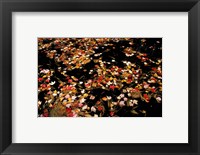 Red Maple Leaves in Reservoir, Boat Meadow Brook, Bear Brook State Park, New Hampshire Fine Art Print