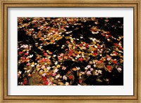 Red Maple Leaves in Reservoir, Boat Meadow Brook, Bear Brook State Park, New Hampshire Fine Art Print