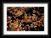 Red Maple Leaves in Reservoir, Boat Meadow Brook, Bear Brook State Park, New Hampshire Fine Art Print