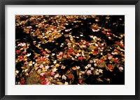 Red Maple Leaves in Reservoir, Boat Meadow Brook, Bear Brook State Park, New Hampshire Fine Art Print