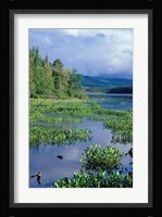 Pickerel Weed, Pontook Reservoir, Androscoggin River, New Hampshire Fine Art Print