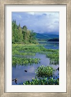 Pickerel Weed, Pontook Reservoir, Androscoggin River, New Hampshire Fine Art Print