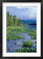 Pickerel Weed, Pontook Reservoir, Androscoggin River, New Hampshire Fine Art Print