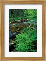 Lady Fern, Lyman Brook, The Nature Conservancy's Bunnell Tract, New Hampshire Fine Art Print
