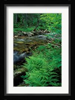 Lady Fern, Lyman Brook, The Nature Conservancy's Bunnell Tract, New Hampshire Fine Art Print