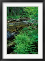 Lady Fern, Lyman Brook, The Nature Conservancy's Bunnell Tract, New Hampshire Fine Art Print