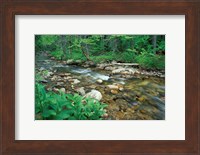 False Hellebore, Lyman Brook, The Nature Conservancy's Bunnell Tract, New Hampshire Fine Art Print