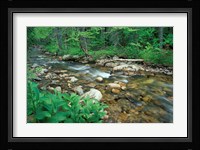 False Hellebore, Lyman Brook, The Nature Conservancy's Bunnell Tract, New Hampshire Fine Art Print