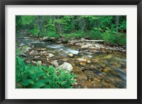 False Hellebore, Lyman Brook, The Nature Conservancy's Bunnell Tract, New Hampshire Fine Art Print