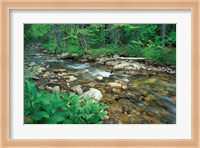 False Hellebore, Lyman Brook, The Nature Conservancy's Bunnell Tract, New Hampshire Fine Art Print