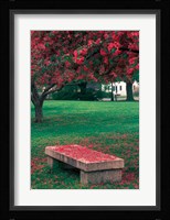 Crab Apple Trees in Prescott Park, New Hampshire Fine Art Print