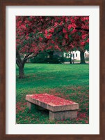 Crab Apple Trees in Prescott Park, New Hampshire Fine Art Print