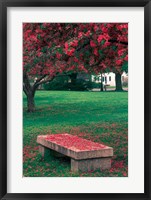 Crab Apple Trees in Prescott Park, New Hampshire Fine Art Print