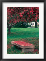 Crab Apple Trees in Prescott Park, New Hampshire Fine Art Print