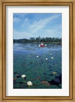 Fragrant Water Lily, Kayaking on Umbagog Lake, Northern Forest, New Hampshire Fine Art Print