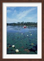 Fragrant Water Lily, Kayaking on Umbagog Lake, Northern Forest, New Hampshire Fine Art Print